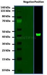 Rabbit IgG, (H+L) SRM Secondary Antibody in Western Blot (WB)