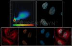 Human, IgG (H+L) SRM Secondary Antibody in Immunocytochemistry (ICC/IF)