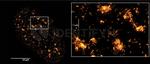 Human, IgG (H+L) SRM Secondary Antibody in Immunocytochemistry (ICC/IF)