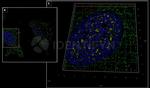 Human, IgG (H+L) SRM Secondary Antibody in Immunocytochemistry (ICC/IF)