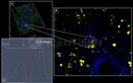 Human, IgG (H+L) SRM Secondary Antibody in Immunocytochemistry (ICC/IF)