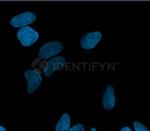 Human, IgG (H+L) SRM Secondary Antibody in Immunocytochemistry (ICC/IF)