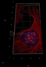 Donkey anti-Human, IgG (H+L) SRM Identifyn™ Secondary Antibody, Alexa Fluor™ 555