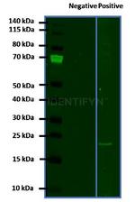 Human, IgG (H+L) SRM Secondary Antibody in Western Blot (WB)