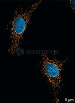 Mouse IgG, (H+L) SRM Secondary Antibody in Immunocytochemistry (ICC/IF)