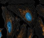 Mouse IgG, (H+L) SRM Secondary Antibody in Immunocytochemistry (ICC/IF)