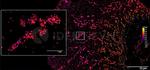 Mouse IgG, (H+L) SRM Secondary Antibody in Immunocytochemistry (ICC/IF)