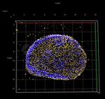 Mouse IgG, (H+L) SRM Secondary Antibody in Immunocytochemistry (ICC/IF)