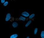 Mouse IgG, (H+L) SRM Secondary Antibody in Immunocytochemistry (ICC/IF)