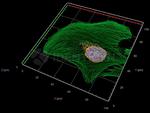 Mouse IgG, (H+L) SRM Secondary Antibody in Immunocytochemistry (ICC/IF)