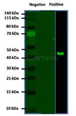 Mouse IgG, (H+L) SRM Secondary Antibody in Western Blot (WB)