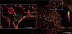 Rabbit IgG, (H+L) SRM Secondary Antibody in Immunocytochemistry (ICC/IF)