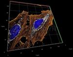Rabbit IgG, (H+L) SRM Secondary Antibody in Immunocytochemistry (ICC/IF)