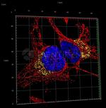 Rabbit IgG, (H+L) SRM Secondary Antibody in Immunocytochemistry (ICC/IF)