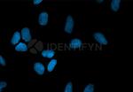 Rabbit IgG, (H+L) SRM Secondary Antibody in Immunocytochemistry (ICC/IF)
