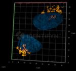 Rabbit IgG, (H+L) SRM Secondary Antibody in Immunocytochemistry (ICC/IF)