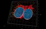 F(ab')2-Donkey anti-Mouse IgG, (H+L) SRM Identifyn™ Secondary Antibody, Alexa Fluor™ 555
