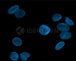 Mouse IgG, (H+L) SRM Secondary Antibody in Immunocytochemistry (ICC/IF)
