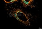 Mouse IgG, (H+L) SRM Secondary Antibody in Immunocytochemistry (ICC/IF)