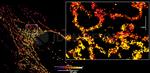 Mouse IgG, (H+L) SRM Secondary Antibody in Immunocytochemistry (ICC/IF)
