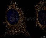Mouse IgG, (H+L) SRM Secondary Antibody in Immunocytochemistry (ICC/IF)