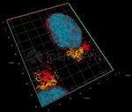 Rabbit IgG, (H+L) SRM Secondary Antibody in Immunocytochemistry (ICC/IF)