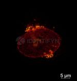 Rabbit IgG, (H+L) SRM Secondary Antibody in Immunocytochemistry (ICC/IF)