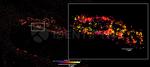Rabbit IgG, (H+L) SRM Secondary Antibody in Immunocytochemistry (ICC/IF)