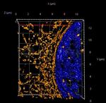 Rabbit IgG, (H+L) SRM Secondary Antibody in Immunocytochemistry (ICC/IF)