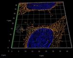 Rabbit IgG, (H+L) SRM Secondary Antibody in Immunocytochemistry (ICC/IF)