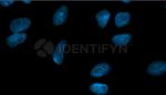 Rabbit IgG, (H+L) SRM Secondary Antibody in Immunocytochemistry (ICC/IF)