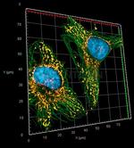 Rabbit IgG, (H+L) SRM Secondary Antibody in Immunocytochemistry (ICC/IF)