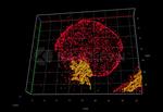 Rabbit IgG, (H+L) SRM Secondary Antibody in Immunocytochemistry (ICC/IF)