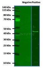Rabbit IgG, (H+L) SRM Secondary Antibody in Western Blot (WB)