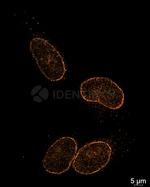 Mouse IgG, (H+L) SRM Secondary Antibody in Immunocytochemistry (ICC/IF)