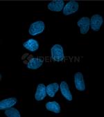 Mouse IgG, (H+L) SRM Secondary Antibody in Immunocytochemistry (ICC/IF)