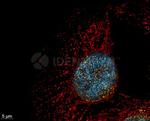 Mouse IgG, (H+L) SRM Secondary Antibody in Immunocytochemistry (ICC/IF)