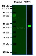 Mouse IgG, (H+L) SRM Secondary Antibody in Western Blot (WB)
