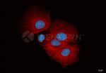 Mouse, IgG (H+L), (Subclasses 1+2a+2b+3), Fcy Fragment Specific SRM Secondary Antibody in Immunocytochemistry (ICC/IF)