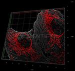 Mouse, IgG (H+L), (Subclasses 1+2a+2b+3), Fcy Fragment Specific SRM Secondary Antibody in Immunocytochemistry (ICC/IF)