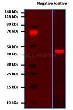 Mouse, IgG (H+L), (Subclasses 1+2a+2b+3), Fcy Fragment Specific SRM Secondary Antibody in Western Blot (WB)