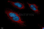 Rabbit IgG, (H+L) SRM Secondary Antibody in Immunocytochemistry (ICC/IF)