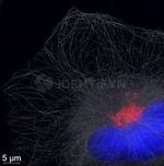 Rabbit IgG, (H+L) SRM Secondary Antibody in Immunocytochemistry (ICC/IF)