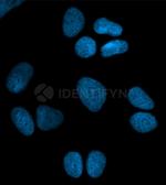 Rabbit IgG, (H+L) SRM Secondary Antibody in Immunocytochemistry (ICC/IF)