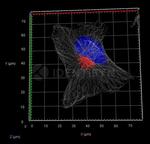 Rabbit IgG, (H+L) SRM Secondary Antibody in Immunocytochemistry (ICC/IF)