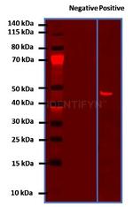 Rabbit IgG, (H+L) SRM Secondary Antibody in Western Blot (WB)