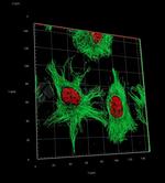 Human IgG, (H+L) SRM Secondary Antibody in Immunocytochemistry (ICC/IF)