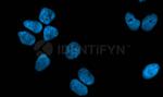 Human IgG, (H+L) SRM Secondary Antibody in Immunocytochemistry (ICC/IF)