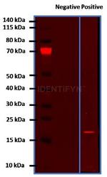 Human IgG, (H+L) SRM Secondary Antibody in Western Blot (WB)