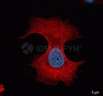 Mouse, IgG (H+L) SRM Secondary Antibody in Immunocytochemistry (ICC/IF)